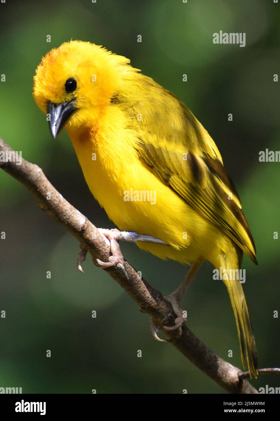 Ein Gelber Webervögel (Ploceidae), der Nester mit ihren Schnäbeln webt. Stockfoto