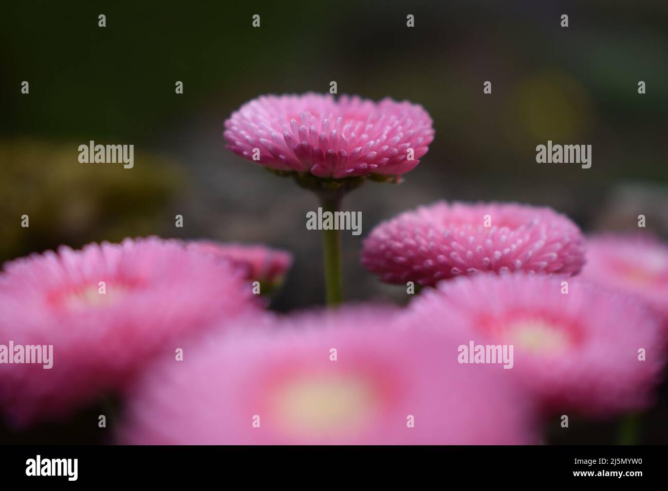 Bilder über Reisen, Landschaften, Blumen und Tiere. Stockfoto