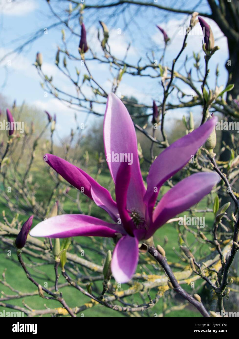 Magnolie "Susan" Stockfoto