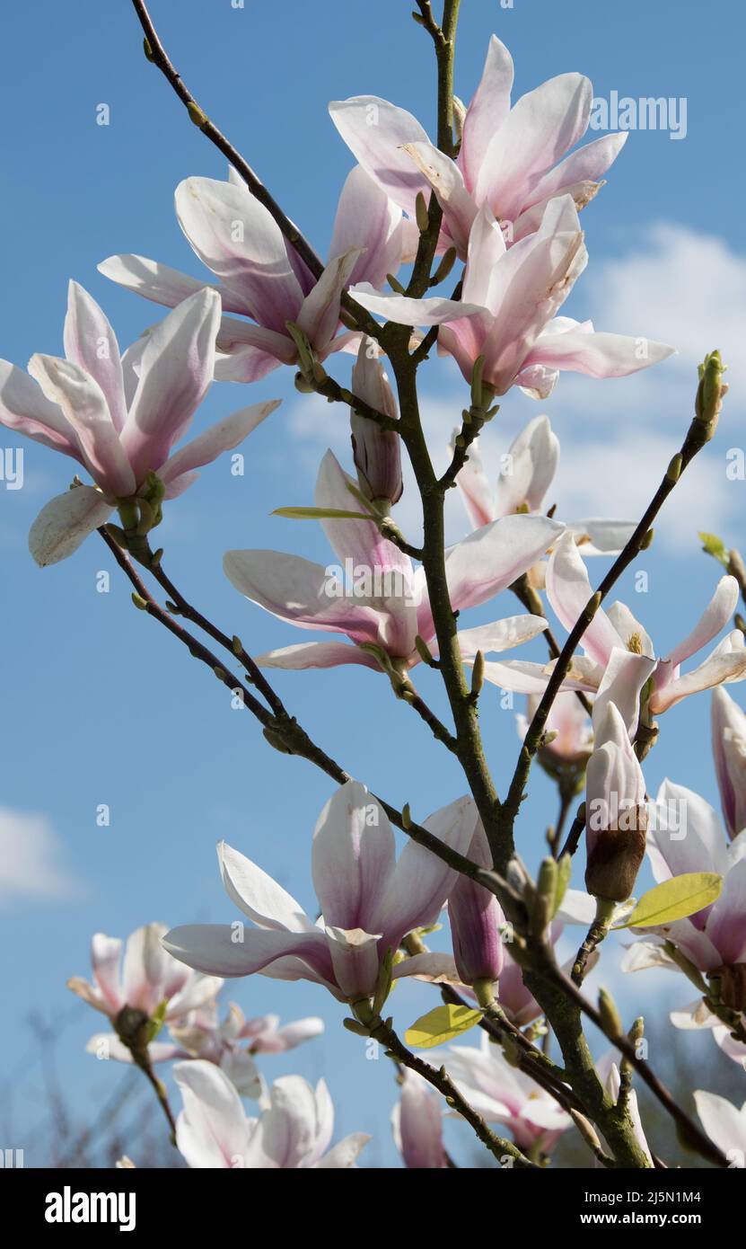 Magnolia soulangeana Stockfoto