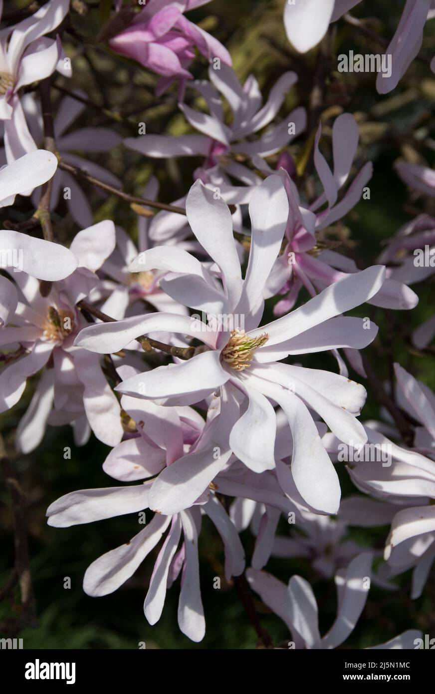 Magnolia x loebneri, ein blass Stockfoto