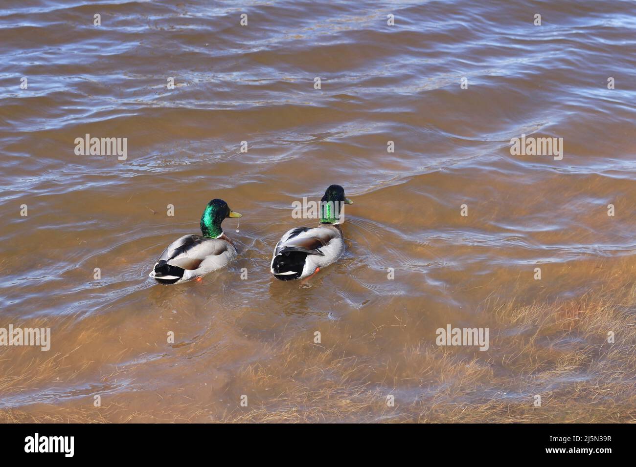 mallard Ente spielt im Wasser Stockfoto