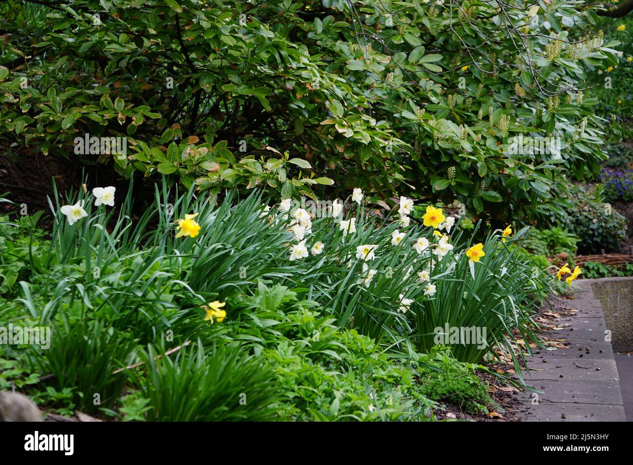 Narzissen in Blüte in einem Garten Grenze Stockfoto