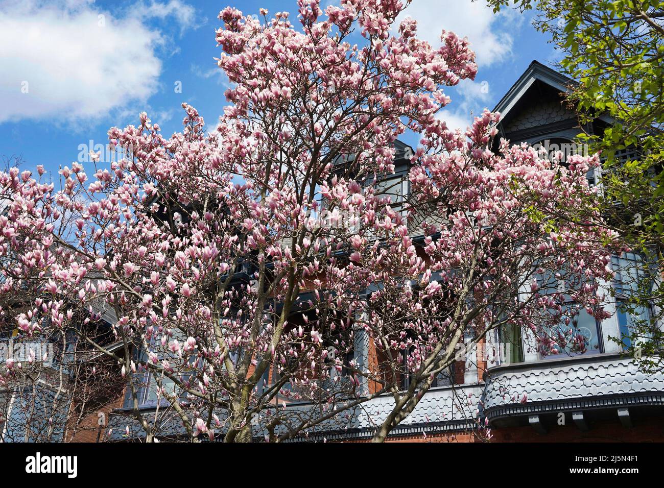 Frühlingsszene mit blühenden Magnolienbäumen Stockfoto
