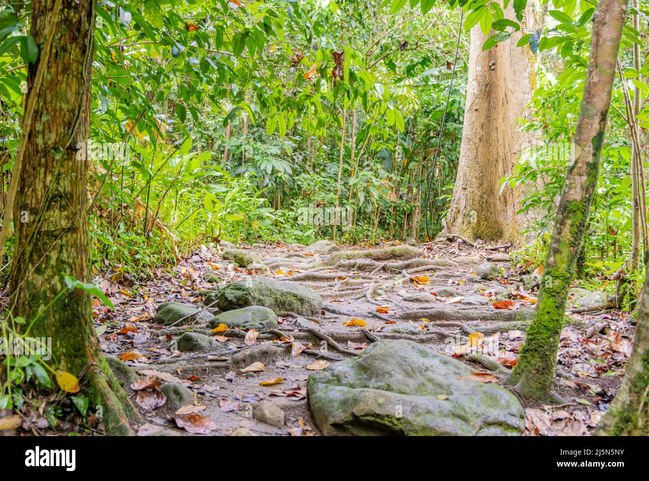 Wanderweg in El Yunque Stockfoto
