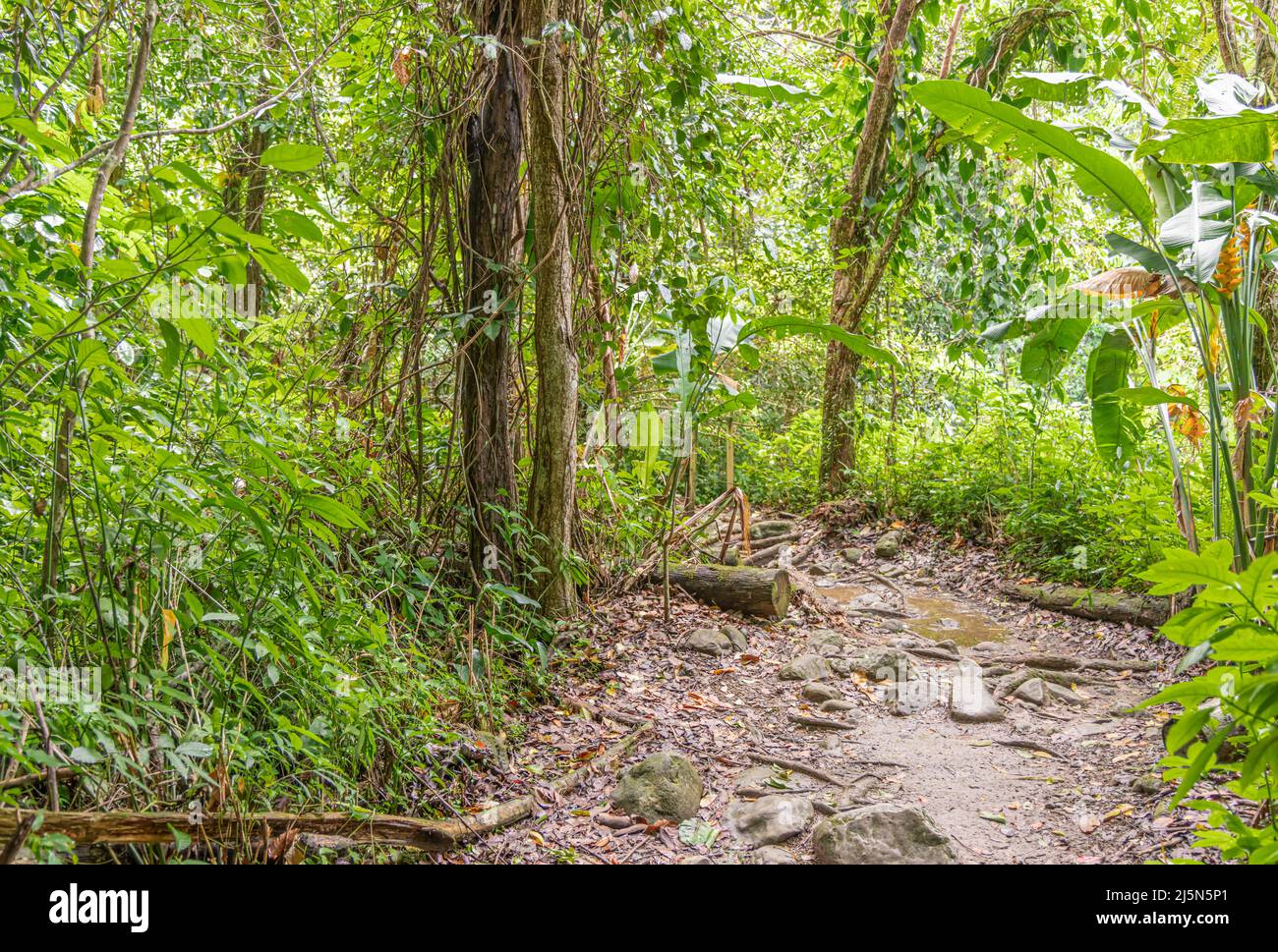 Wanderweg in El Yunque Stockfoto