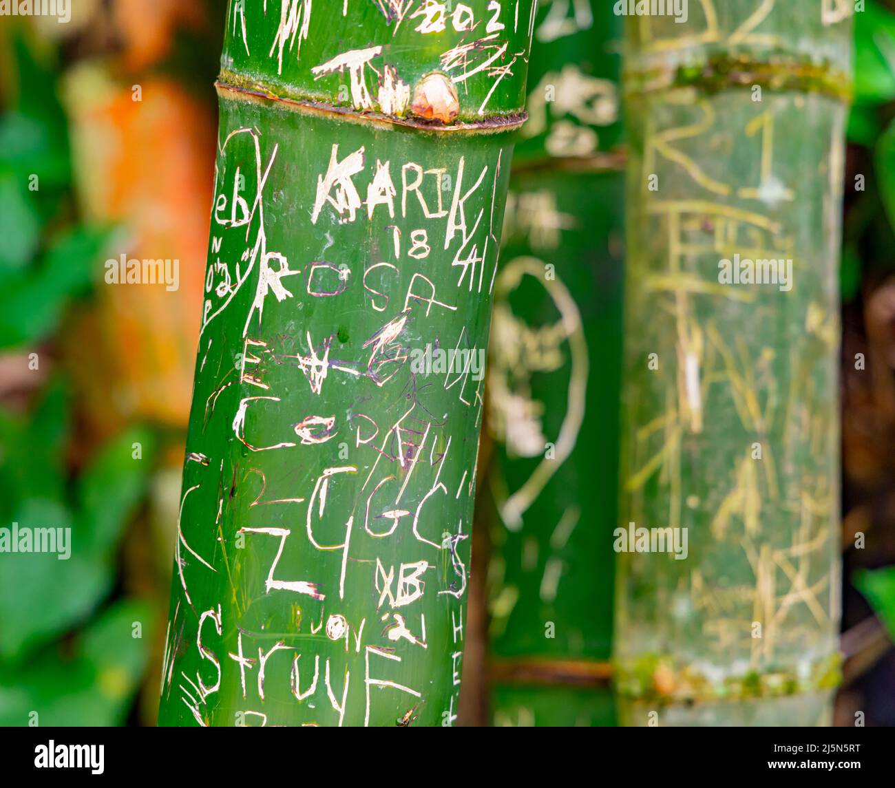 Detailbild von Namen und Intials, die im Wald von El Yunque in Bambus gehauen wurden Stockfoto