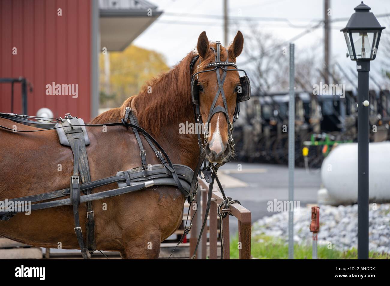 Pferde und Kutschen im Weavertown Coach and Repair Shop in Bird in Hand, Pennsylvania, einem Township im Amish Country von Lancaster County. (USA) Stockfoto