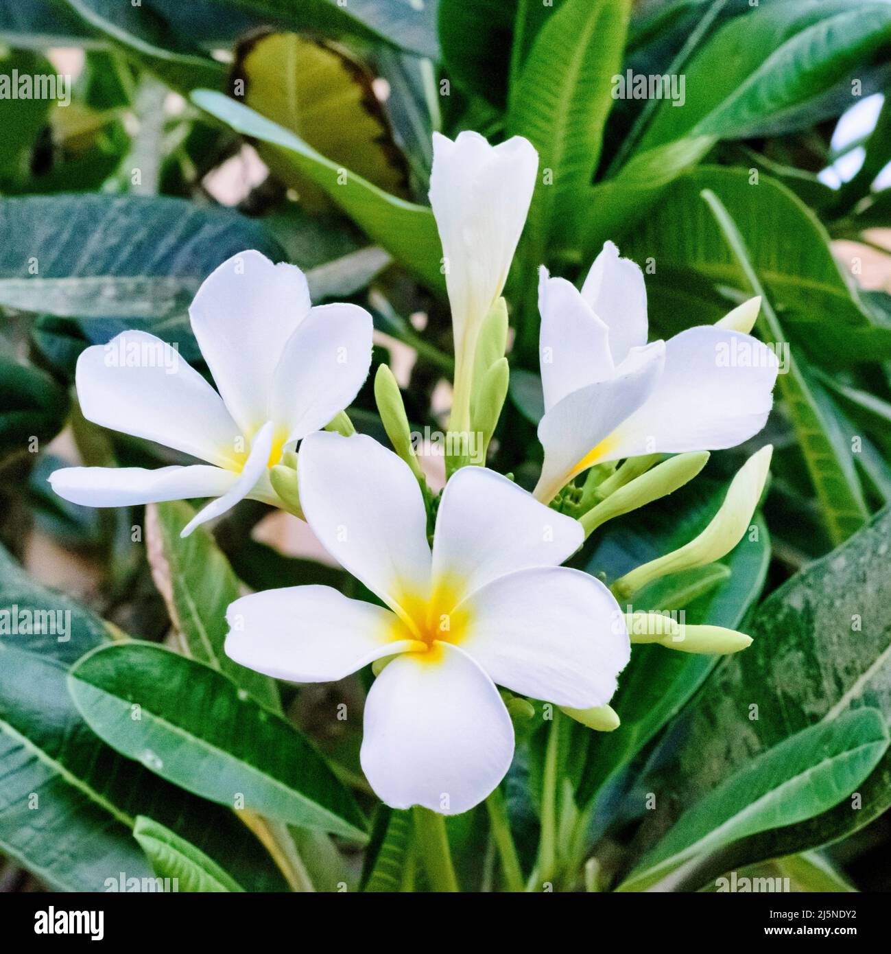 Weiße Blüten blühen Stockfoto