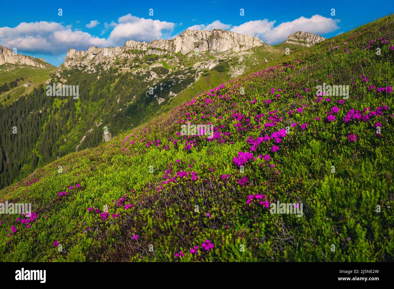 Blühende rosafarbene Rhododendronblüten auf den Hügeln und majestätische alpine Sommerlandschaft, Bucegi Berge, Karpaten, Rumänien, Europa Stockfoto