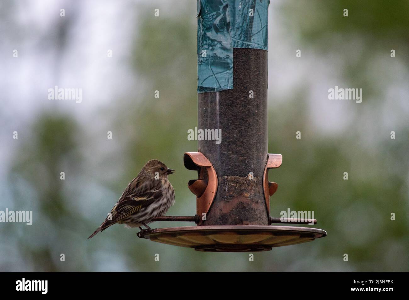 Die Kiefer Siskin (Spinus pinus) ist ein nordamerikanischer Vogel in der Finkenfamilie. Es ist ein Zugvögel mit einer extrem sporadischen Winterreichweite. Stockfoto