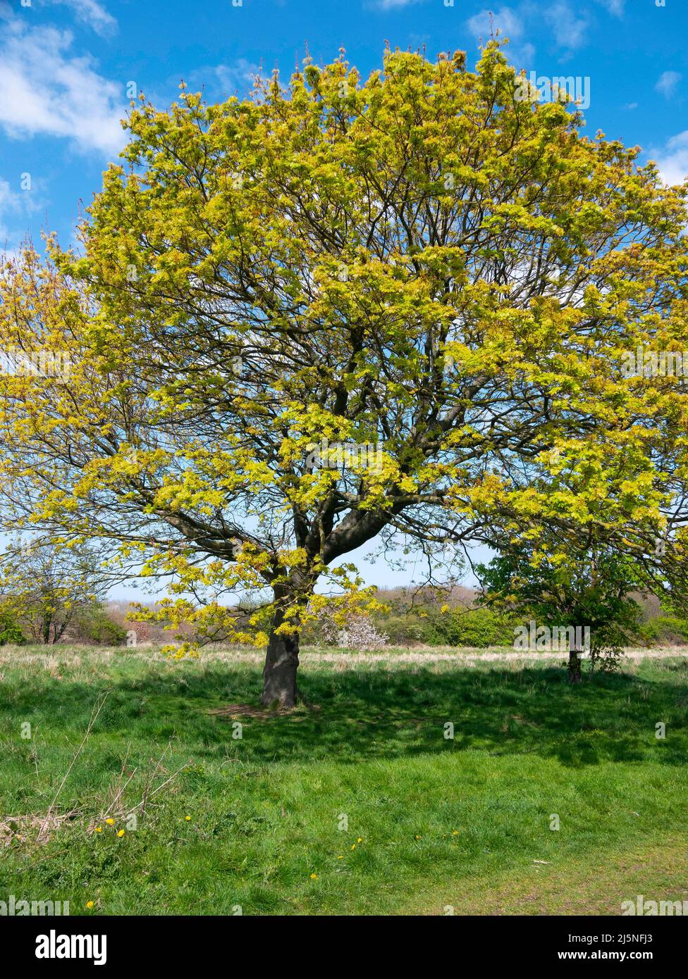 Ahornbaum mit großem Blatt Acer macrophyllum wächst auf dem Gelände eines Herrenhauses in North Yorkshire die Zweige sind mit einem gelben Blütenfrühling bedeckt Stockfoto