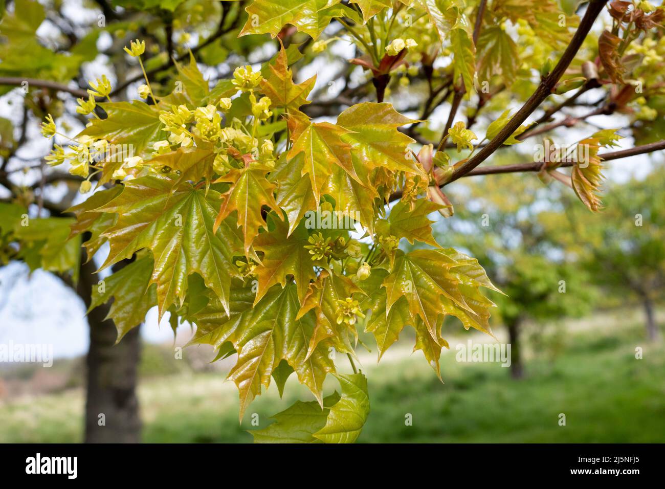 Detail eines Ahornbaums mit großem Blatt, Acer macrophyllum, der auf dem Gelände eines Herrenhauses in North Yorkshire wächst, die Zweige waren früher mit Yello bedeckt Stockfoto