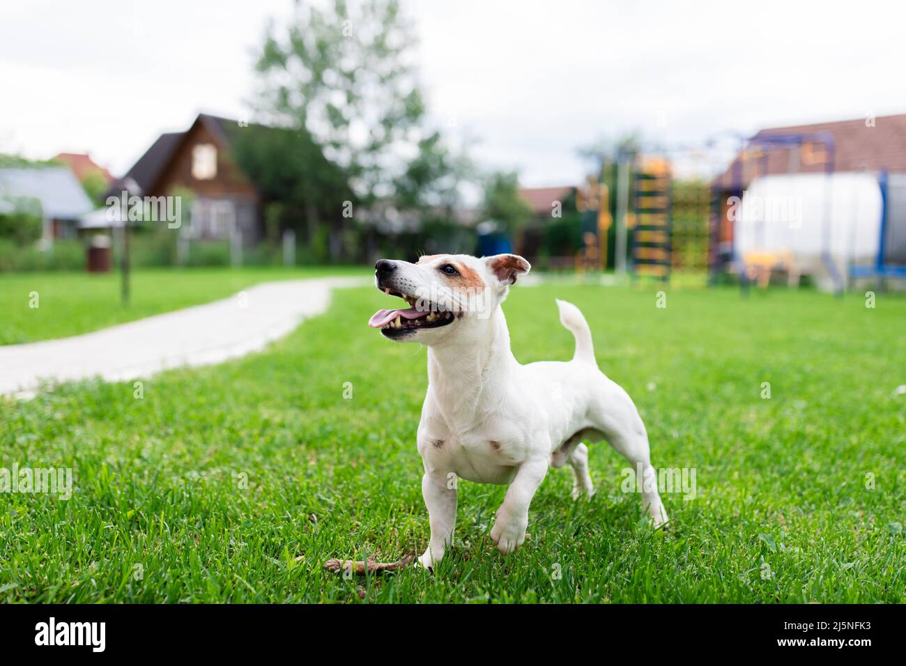 Der Hund im Hinterhof auf dem Rasen ist bereit zum Spielen. Jack Russell Terrier. Vorderansicht. Stockfoto