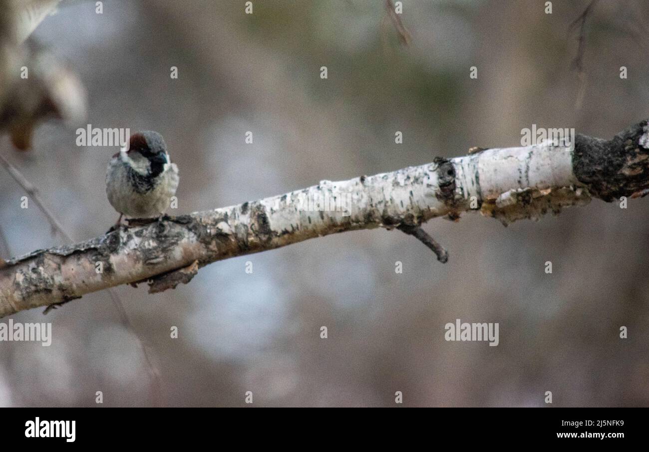 Der Haussperling (Passer domesticus) ist eine Vogelart aus der Familie Gelbhalsmaus, in den meisten Teilen der Welt gefunden. Stockfoto