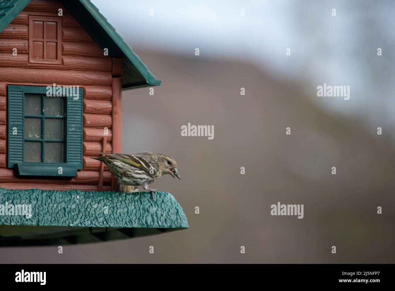 Die Kiefer Siskin (Spinus pinus) ist ein nordamerikanischer Vogel in der Finkenfamilie. Es ist ein Zugvögel mit einer extrem sporadischen Winterreichweite. Stockfoto