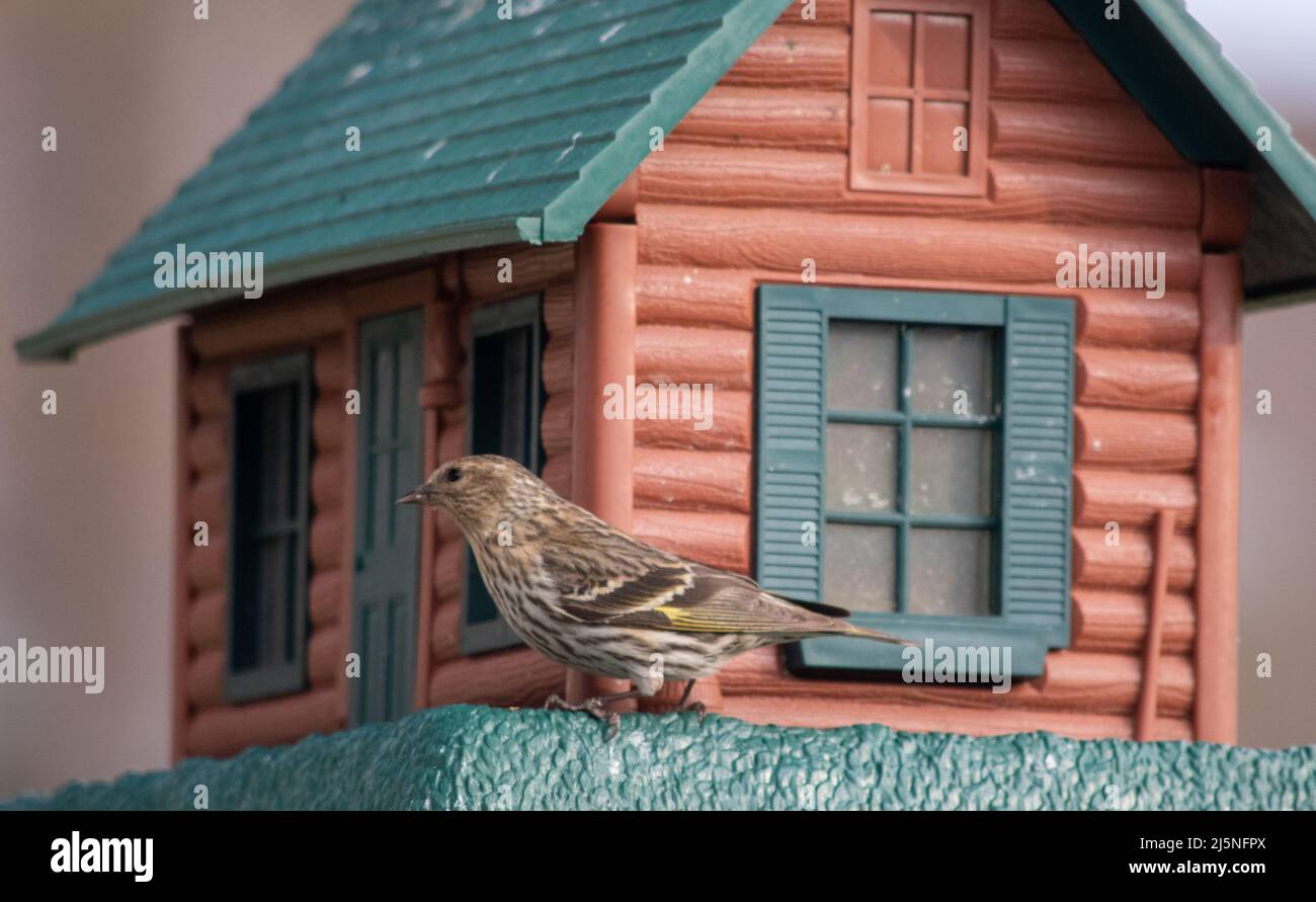 Die Kiefer Siskin (Spinus pinus) ist ein nordamerikanischer Vogel in der Finkenfamilie. Es ist ein Zugvögel mit einer extrem sporadischen Winterreichweite. Stockfoto