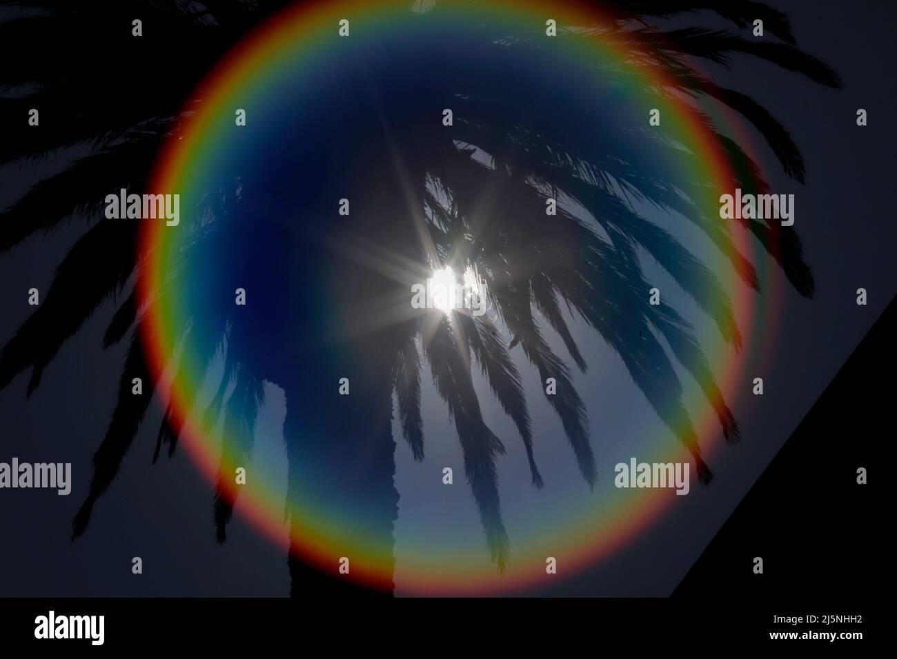 Mexiko-Stadt, Mexiko-Stadt, Mexiko. 24. April 2022. Dutzende von Menschen besuchen La Palma, das einem der berühmten Kreisverkehre auf der Reforma Avenue seinen Namen gab, Die an diesem Sonntag entfernt werden wird, aufgrund des Auftretens einer Pilzpest und der Grad der Verschlechterung macht es bereits unbrauchbar, in diesem Raum zu bleiben, den es seit 100 Jahren besetzt hat. Am 24. April 2022 in Mexiko-Stadt, Mexiko. (Bild: © Gerardo Vieyra/eyepix via ZUMA Press Wire) Stockfoto