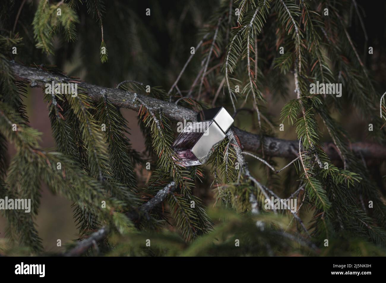 Glasflasche mit Parfüm auf einem Baum im Wald. Naturkosmetik für Männer und Frauen Stockfoto