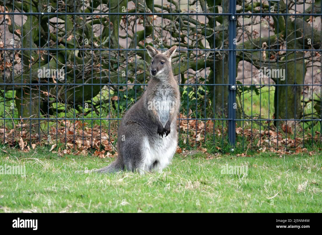 Ein Wallaby, der in einem Garten in Deutschland lebt. Ein Wallaby ist eine kleine oder mittelgroße Makropode, die in Australien und Neuguinea beheimatet ist. Stockfoto