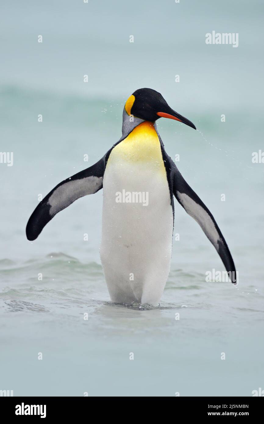 Königspinguin geht aus blauem Wasser, Atlantik in Falkland Island, Seevögel in der Natur Lebensraum. Pinguin im Wasser. Pinguin in den Meereswellen. Stockfoto