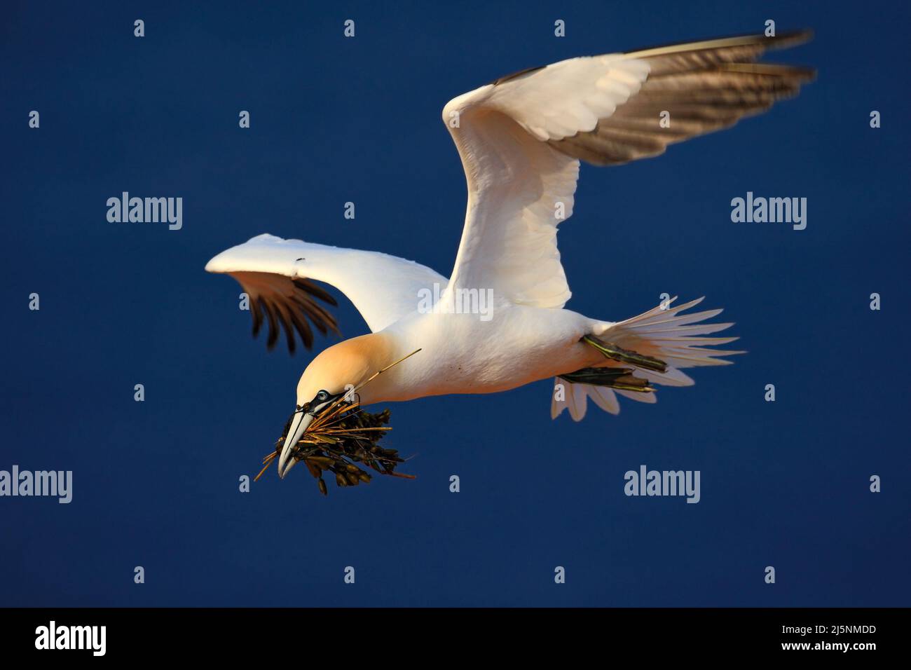 Fliegender Vogel. Flying Northern Gannet mit Nistmaterial im Schnabel Bird in fly mit dunkelblauem Meerwasser im Hintergrund, Flying Bird von Helgola Stockfoto