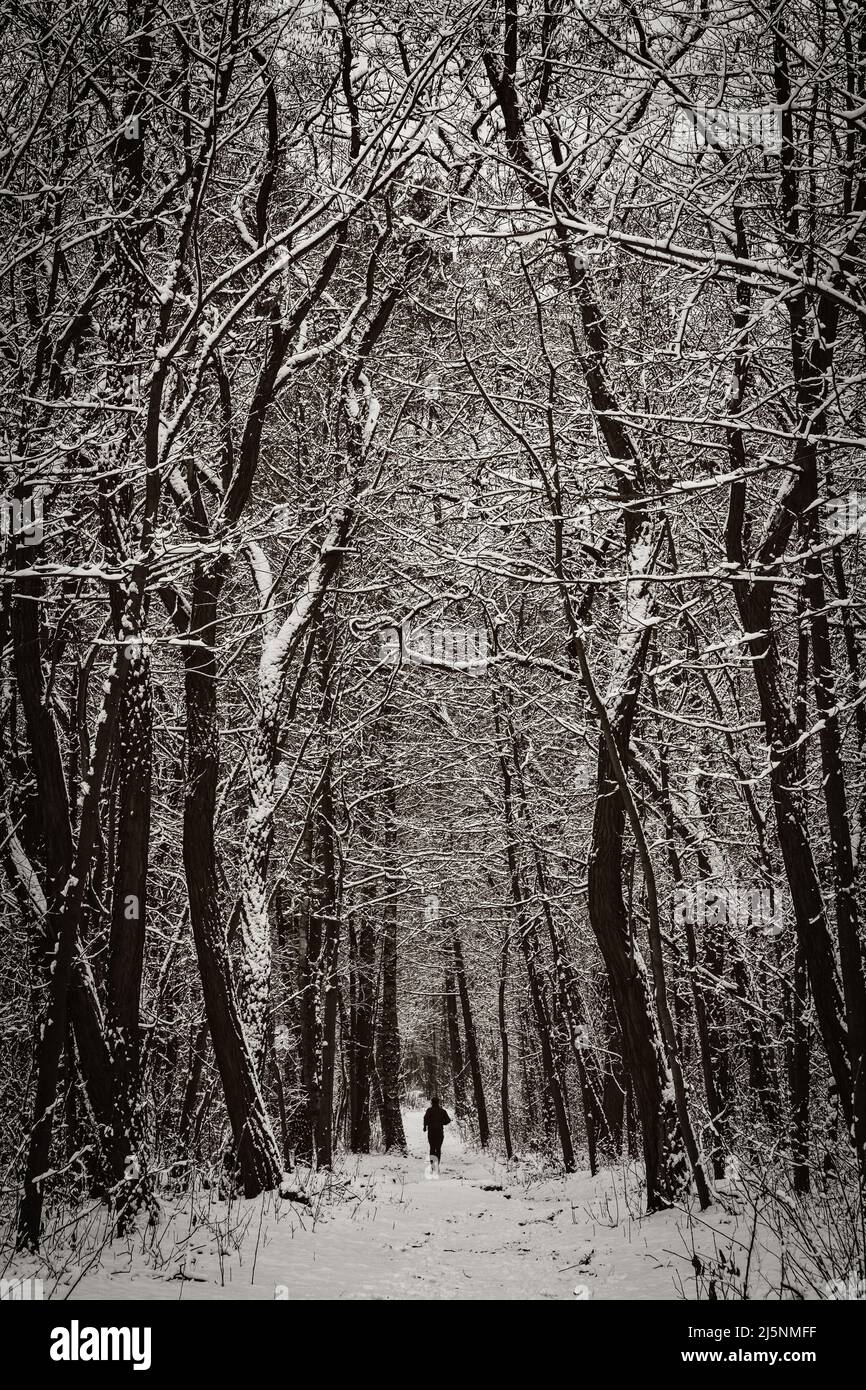 Weit entfernte Läufer in düsterer Landschaft des Winterwaldes mit schneebedeckten, hoch aufragenden Bäumen. Stockfoto