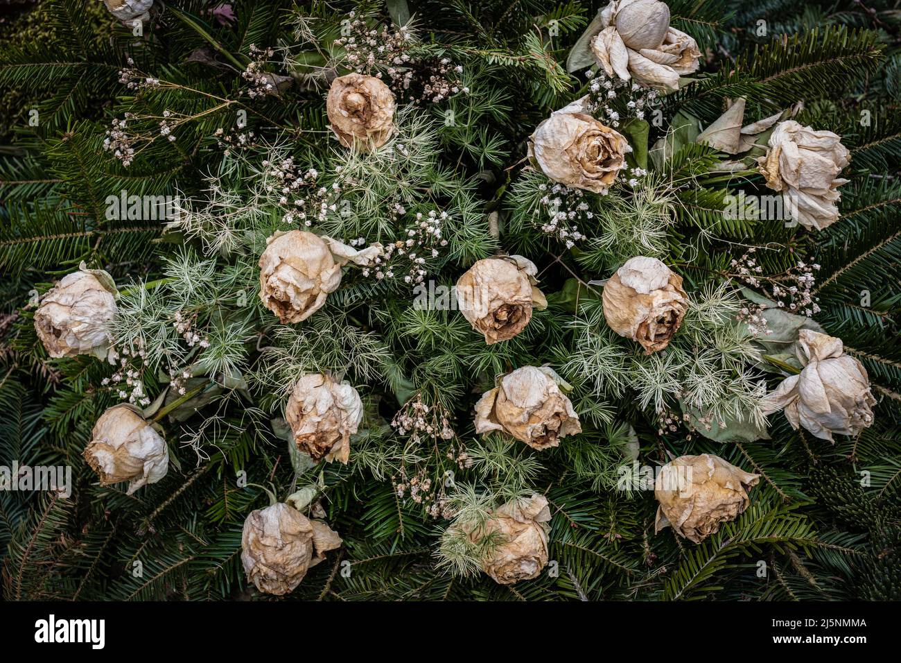 Kranz mit getrockneten Rosen, Bouquet von verblassenden Blumen mit Tannen- und Kiefernzweigen verziert, Schönheit vergeht. Stockfoto