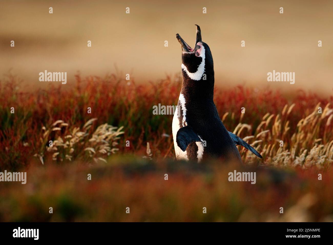 Vogel im Gras. Pinguin im roten Abendgras, Magellanischer Pinguin, Spheniscus magellanicus. Schwarz-weißer Pinguin im Naturgebiet Falkl Stockfoto