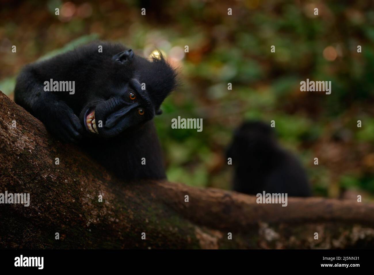 Der Crested Macaque, der Macaca nigra, der schwarze Affe mit offenem Mund und großen Zähnen, sitzt in der Natur, der dunkle tropische Wald, die Tierwelt Stockfoto
