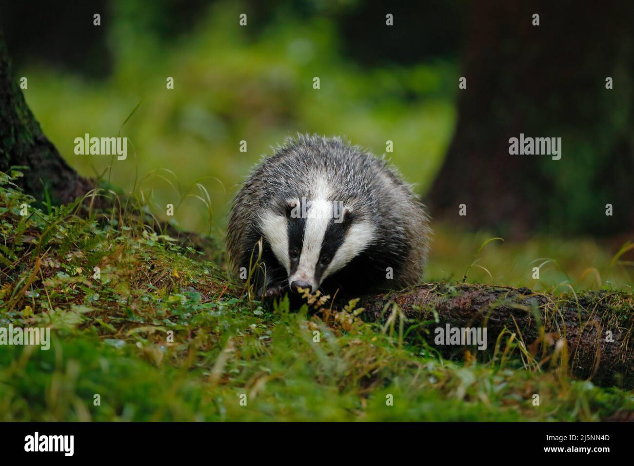 Europäischer Dachs im Wald. Tier im Naturlebensraum, Deutschland, Mitteleuropa. Sommerszene mit Wildtieren aus dunkelgrünem Wald. Dachs im Gras Stockfoto