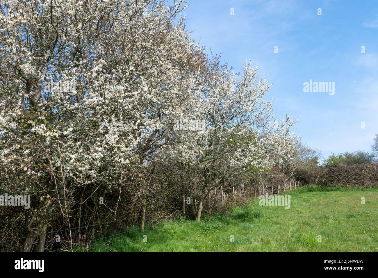 Dornhecke blüht im April, Dorset, England, Großbritannien. Blühende Prunus spinosa. Stockfoto