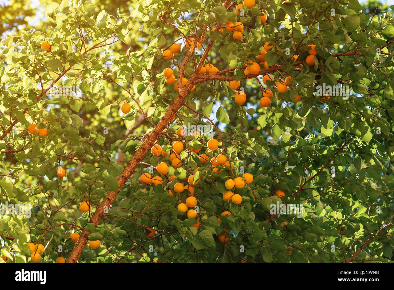 Aprikosenbaum mit viel reifer Frucht an den Ästen, selektiver Fokus Stockfoto