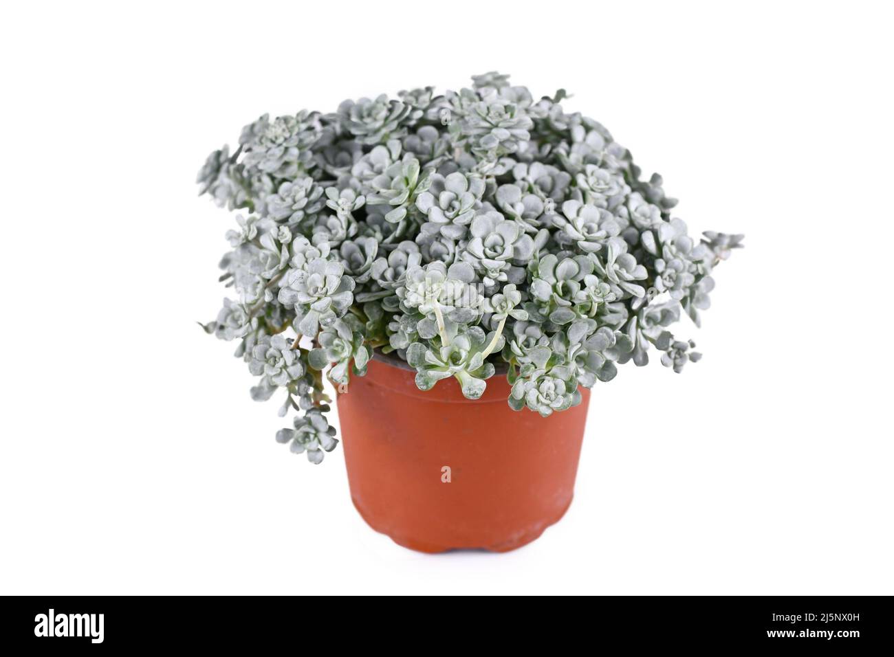 Eingetopfte Steinekropfpflanze „Sedum spathulifolium Cape Blanco“ auf weißem Hintergrund Stockfoto