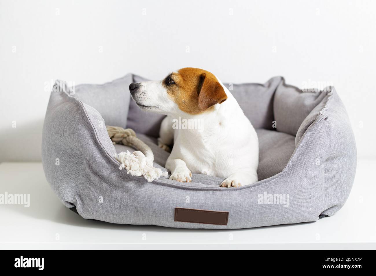 Hundeheber russell Terrier, der in einem grauen Tierbett liegt, ausgestreckte Pfoten hat und auf hellen Hintergrund wegschaut. Umweltfreundliche Haustierprodukte, Tierhandlung, Kordelspielzeug Stockfoto