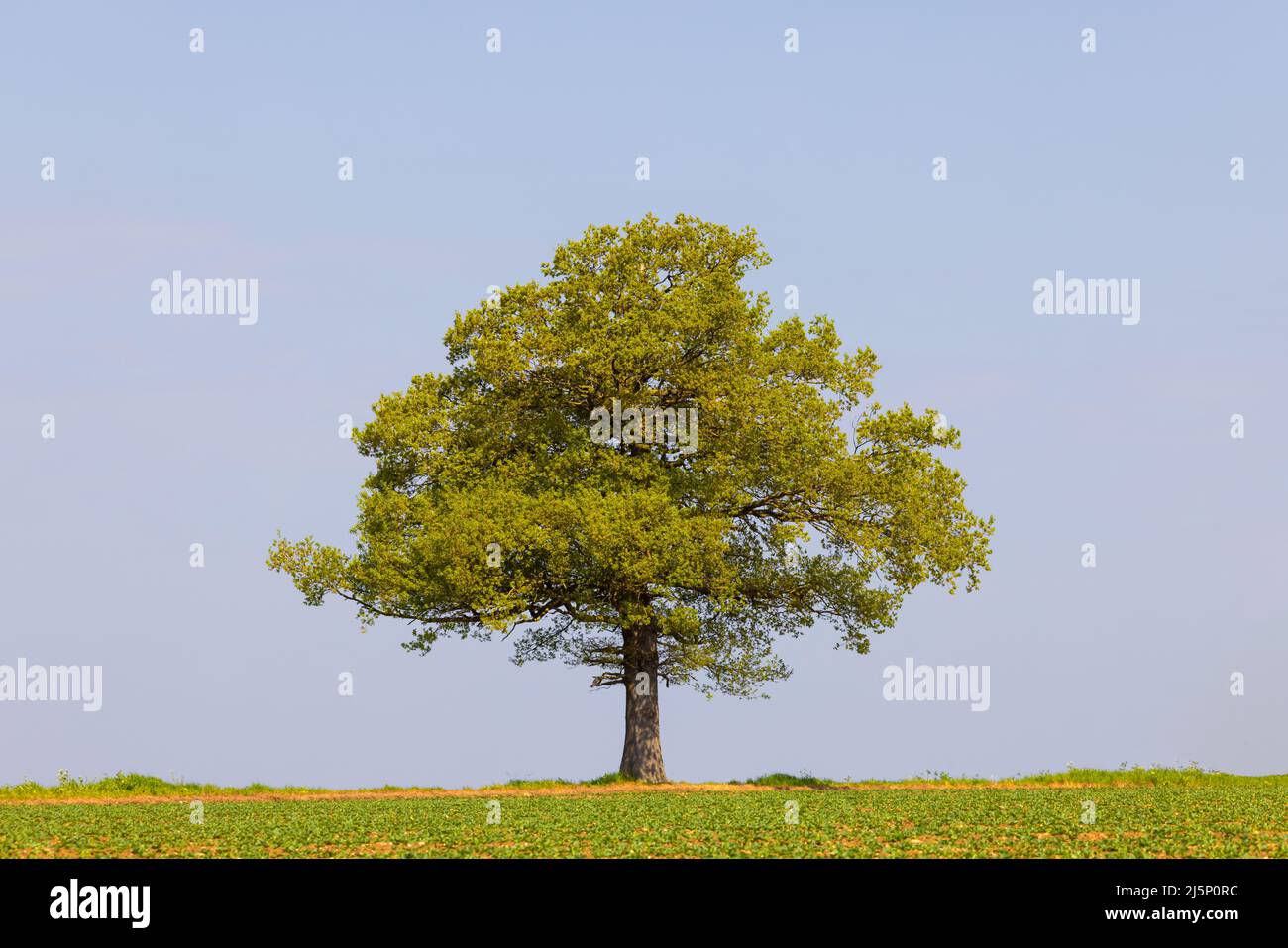 Einsamer, isolierter Eichenbaum am Horizont in einem Feld, mit einem schlichten blauen Himmel Hintergrund. VEREINIGTES KÖNIGREICH Stockfoto