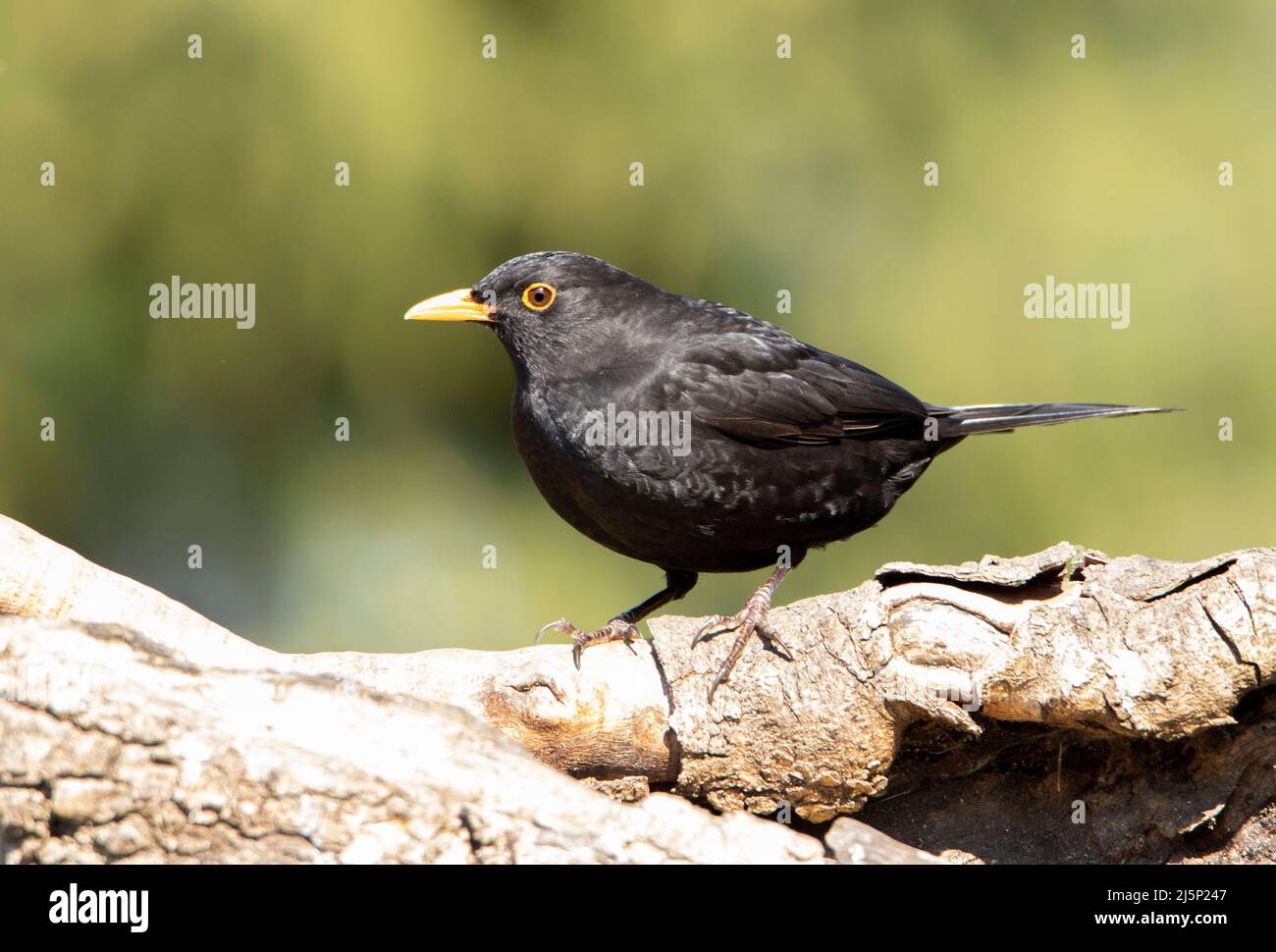 Blackbird, Songbird, thront über einem British Garden Spring 2022 Stockfoto