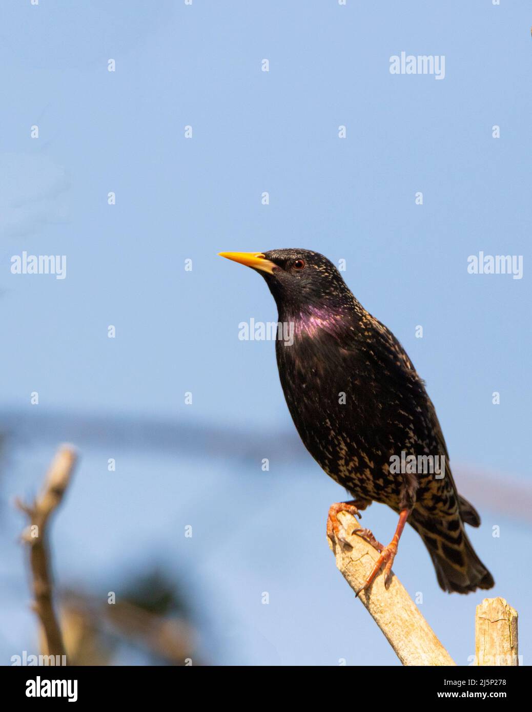 starling, Sturnus vulgaris, thront über einem britischen Garten, Mai 2022 Stockfoto