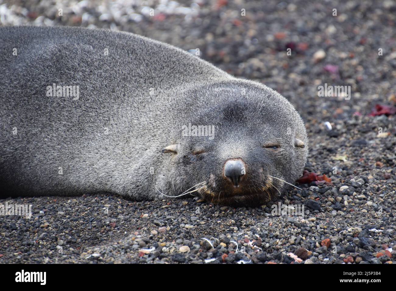 Nahaufnahme von schlafenden Robben am Kiesstrand auf Deception Island, Antarktis Stockfoto