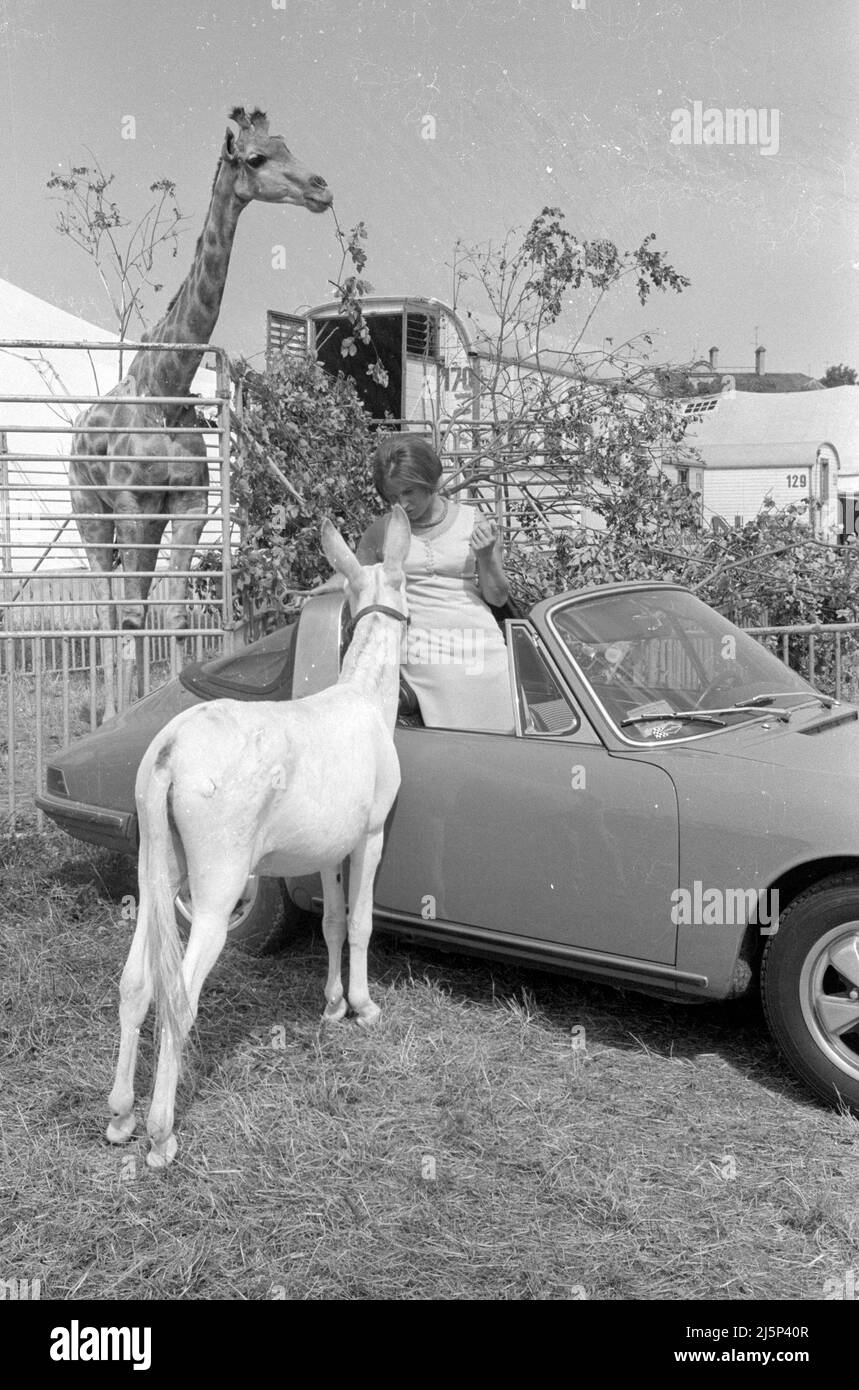Fotoserie von einem Besuch des Fotografen im Circus Krone: Porsche 911. Mit Esel und Giraffe. [Automatisierte Übersetzung] Stockfoto