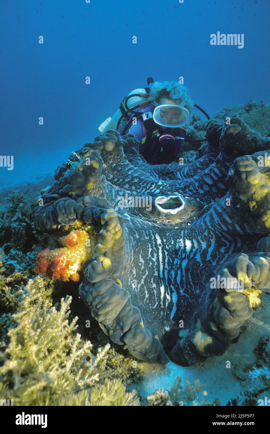 Taucher schaut auf eine große echte Riesenmuschel oder Killermuschel (Tridacna gigas), offen, Irian Jaya, Halmahera Meer, Indonesien, Asien Stockfoto
