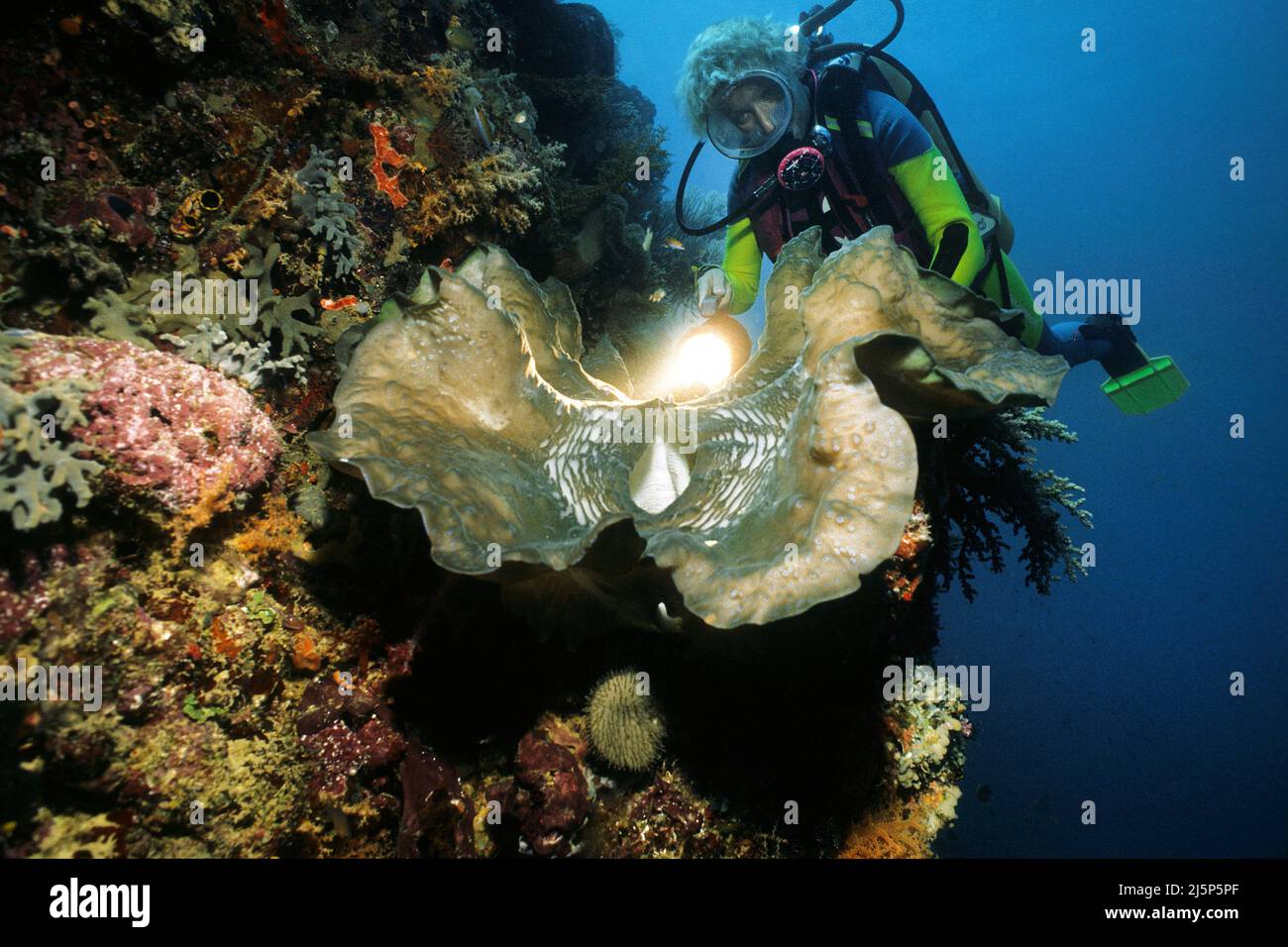 Taucher schaut auf eine große echte Riesenmuschel oder Killermuschel (Tridacna gigas), offen, Ambon, Banda Sea, Indonesien, Asien Stockfoto