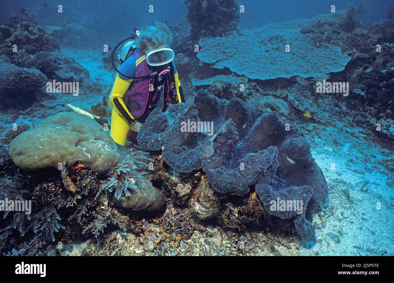 Taucher schaut auf eine große echte Riesenmuschel oder Killermuschel (Tridacna gigas), offen, Irian Jaya, Halmahera Meer, Indonesien, Asien Stockfoto