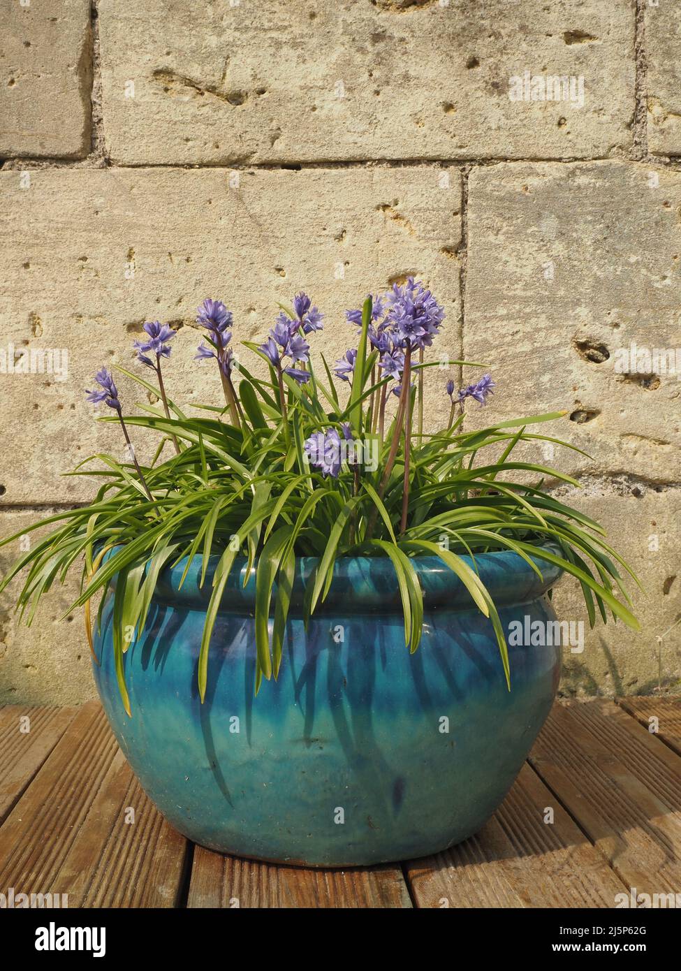 Bluebells (Hyacinthoides non-scripta) in einer türkisblauen Schale gegen eine Badsteinmauer. Stockfoto