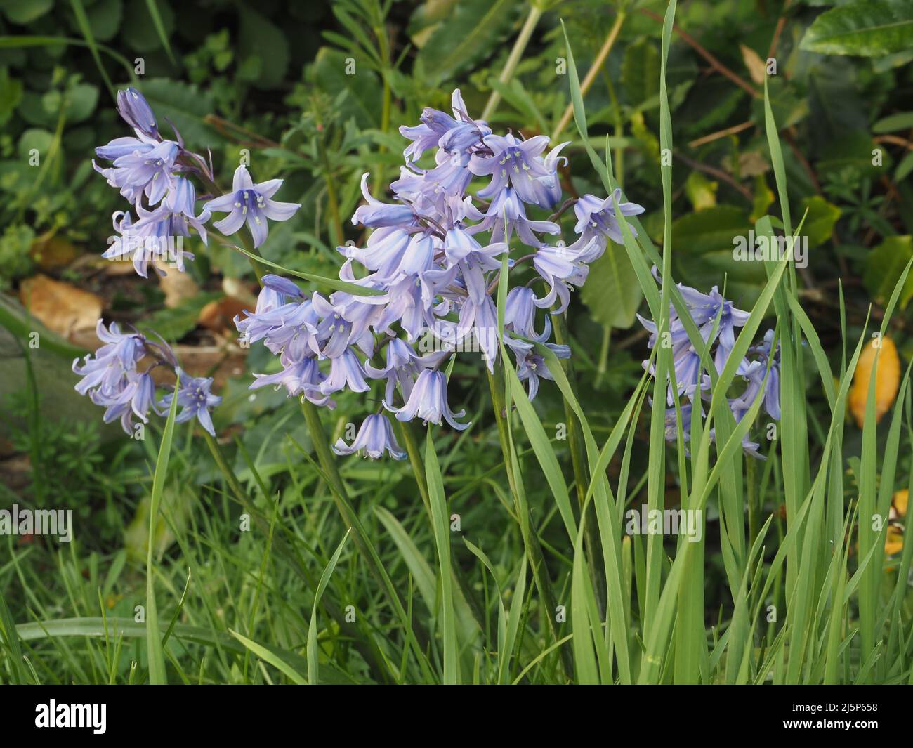 Bluebells (Hyacinthoides non-scripta) wachsen unter langem Gras in einem wiederverwildeten Garten in England, Großbritannien Stockfoto