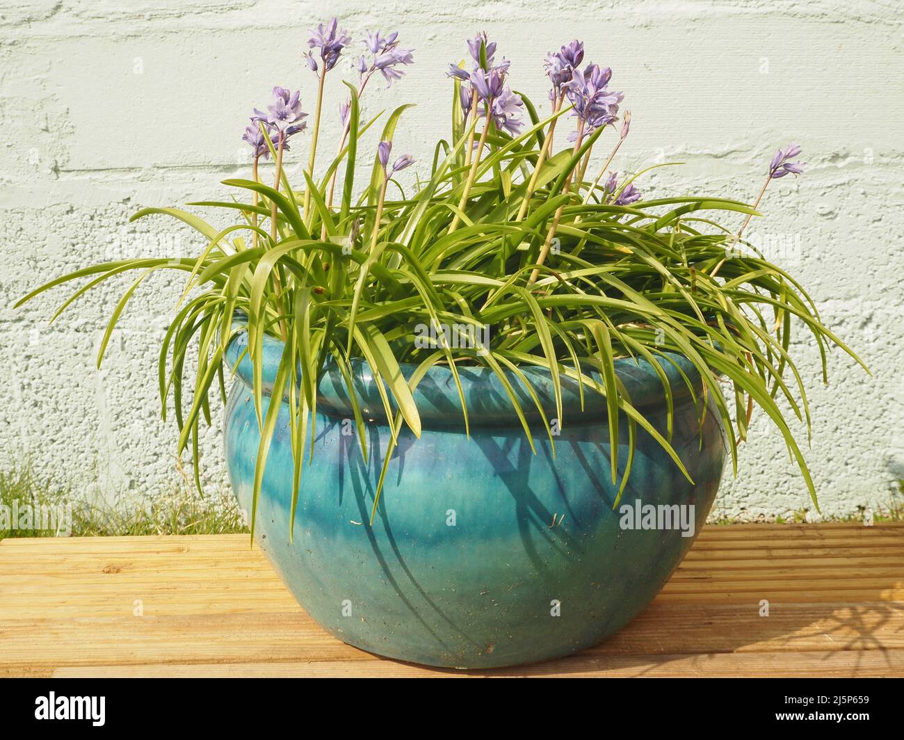 Bluebells (Hyacinthoides non-scripta) in einer türkisblauen Schale gegen eine blau bemalte Wand Stockfoto