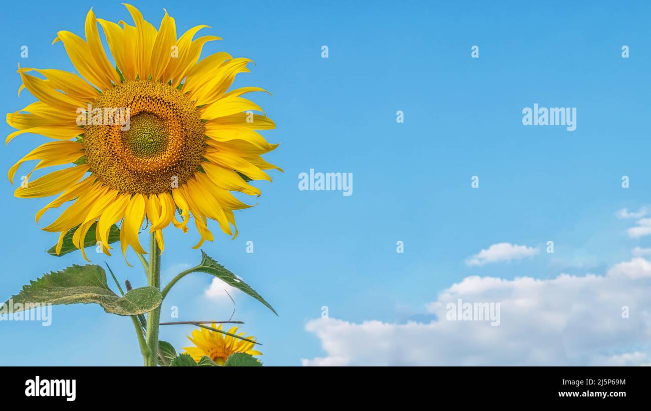 Wunderschöne, lebendige Sonnenblume mit blauem Himmel und weißer Wolke im Hintergrund mit Kopierfläche Stockfoto