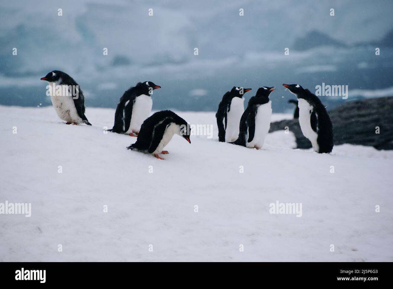 Nahaufnahme einer Gruppe von Gentoo-Pinguinen auf Petermann Island, Antarktis Stockfoto