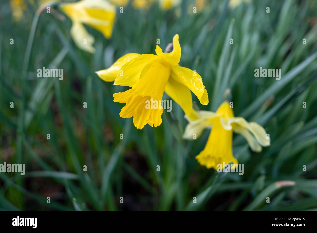 Zarte wilde Narzissen oder Lent Lilien, auch bekannt als Narcissus pseudonarcissus, wachsen natürlich in den schattigen Wäldern und Wiesen Stockfoto