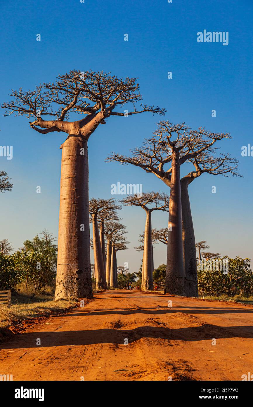 Die Baobab Alley in der Nähe von Morondava auf Madagaskar Stockfoto